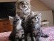 Chaton Maine coon adorable disponible 