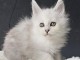 Magnifique chaton Maine coon femelle 