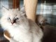 Adorable Chatons Sib&eacute;rien disponible 