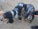 Annonces chiots cocker anglais m&acirc;le 