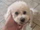 Chiots Bichon maltais disponible &agrave; adopter 