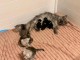 Annonces chaton Maine coon adorable 