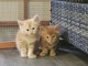 Chaton Roux race main coon disponible 