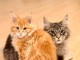 Port&eacute;e des chatons Maine Coon adorable 