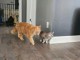 Adorable chaton Maine coon femelle 