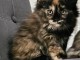 Je donne chaton Maine coon femelle 
