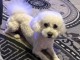 Dons b&eacute;b&eacute; chiots Bichon disponible 