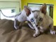 Je donne chaton Sphynx disponible 