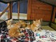 Adorable chaton Maine coon 