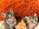 Annonces chaton Maine coon Roux &agrave; c&eacute;d&eacute; 