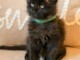 Adorable chaton Maine coon femelle 