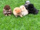 Magnifique chiots Spitz nain Pom&eacute;ranien 