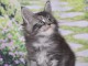 Chaton Maine coon m&acirc;le 