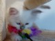 Magnifique chaton sacr&eacute; de brimanie m&acirc;le disponible 