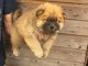 Adorable chiots chow chow 