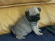Type carlin chiots lof