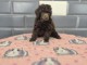 Chiots caniche toy disponible 