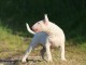 Chiots bull de terrier disponible 