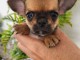 Magnifique chiots chihuahua femelle 