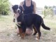 Chiots bouvier  disponible 
