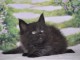 Chaton Maine coon disponible pour adoption 