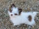 Magnifique chiots chihuahua femelle adopter 