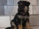 B&eacute;b&eacute; chiots berger allemand disponible 