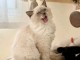 Magnifique chaton ragdoll femelle pour bonne maman 