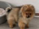 Adorable chiots spitz nain femelle 