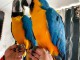 Perroquets Arras disponible 