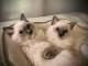 Adorable chaton ragdoll disponible 