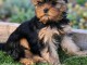 Magnifique chiots York disponible 