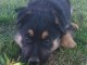 Magnifique chiots berger allemand disponible 