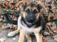 Je donne chiots berger allemand disponible 