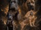 Cane Corso magnifiques chiots