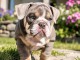 Chiots bulldog anglais m&acirc;le disponible 
