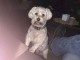 Adorable chiots Bichon maltais disponible femelle 