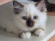 Magnifique chaton sacr&eacute; de brimanie 
