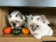 Deux chatons sacr&eacute; de brimanie &agrave; donner 