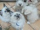 Annonces chaton sacr&eacute; de brimanie disponible 
