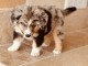Chiots berger am&eacute;ricain &agrave; adopter 