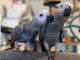 Annonces perroquet gris du Gabon disponible 