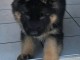 Berger allemand disponible femelle 