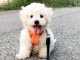 Magnifique chiots Bichon maltais femelle &agrave; donner contre bon soin