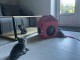 Annonces chaton chartreux disponible 