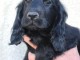 Magnifique chiots cocker spaniel anglais disponible 