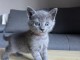 B&eacute;b&eacute; chaton chartreux disponible m&acirc;le 