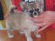 Je donne chiots chihuahua femelle 