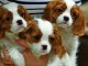Adoption chiots cavalier King Charles disponible 