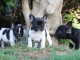 Chiots bouledogue fran&ccedil;ais m&acirc;le a donner 